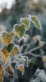 Close-up of frozen plant during winter