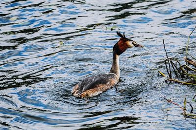 Duck swimming in lake