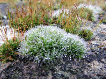 Close-up of plants