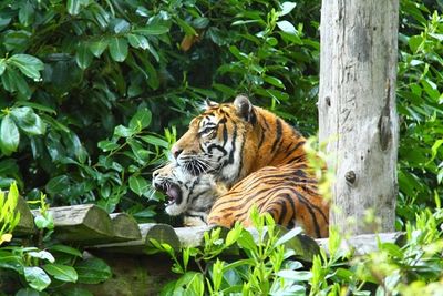 Portrait of a cat in zoo