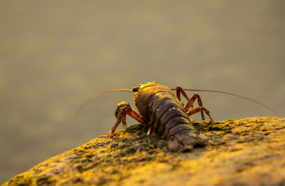 Close-up of crayfish on rock
