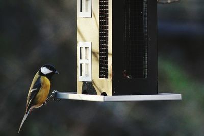 Close-up of great tit perching on bird feeder