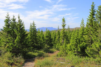 Scenic view of forest against sky