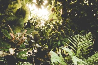 Close-up of fresh green plants