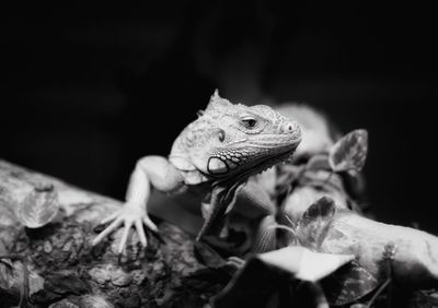 Close-up of lizard on hand