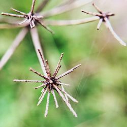 Close-up of insect