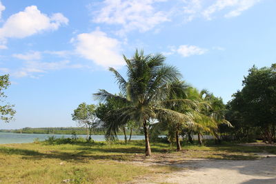 Palm trees on field against sky