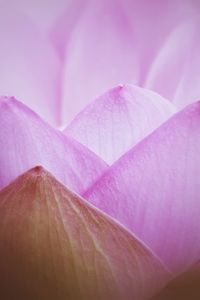 Close-up of purple flower