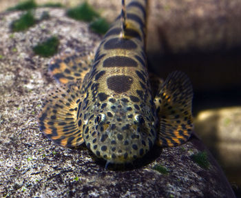 Close-up of a turtle