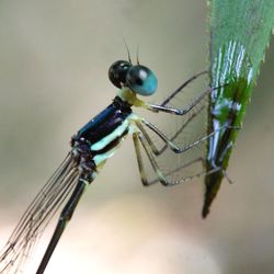 Close-up of insect