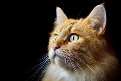 Close-up portrait of cat against black background