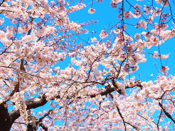 Low angle view of cherry blossoms against blue sky