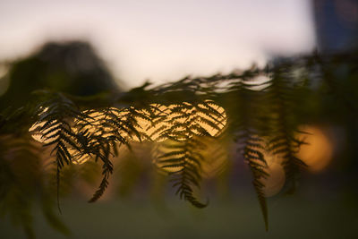 Close-up of leaves in water