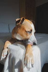 Sad dog with cute sentimental eyes on a bed. staying alone at home, dog depression, dog anxiety 