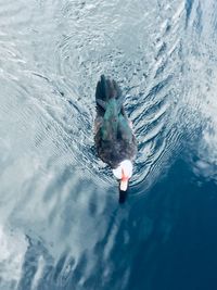 High angle view of duck swimming in lake
