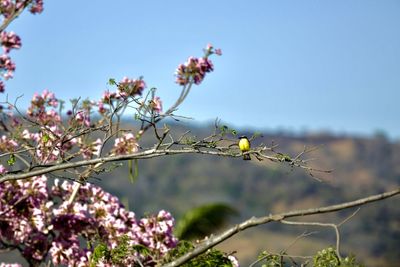 Close-up of pink flowers blooming on tree against sky