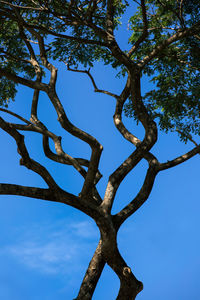 Low angle view of bare trees against blue sky