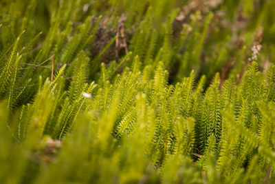 Close-up of fern leaves