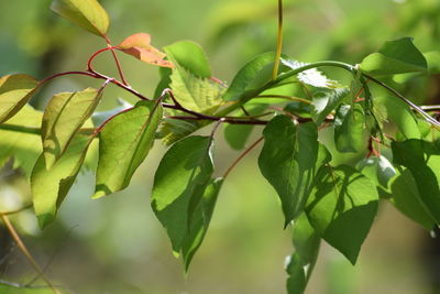 Close-up of fresh green leaves