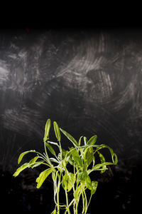 Close-up of plant