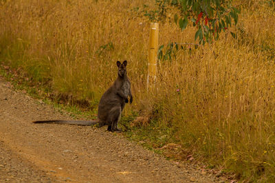 Cat standing on road by land