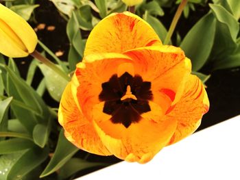 Close-up of orange flower blooming outdoors