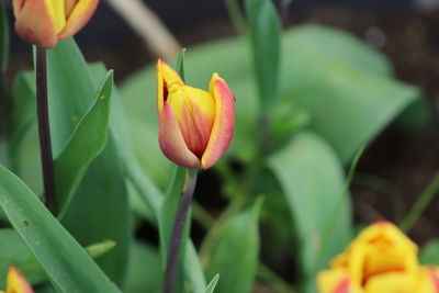 Close-up of flowering plant
