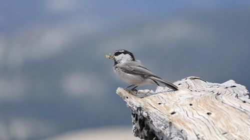 Close-up of bird perching against sky