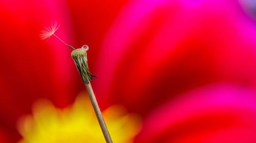 Close-up of insect on red flower