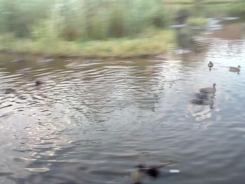 View of ducks swimming in lake