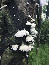 Close-up of mushrooms growing on tree trunk