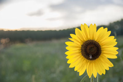 Close-up of insect on yellow sunflower against sky