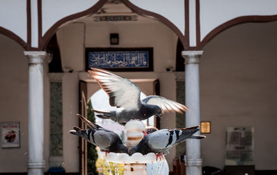 Close-up of bird