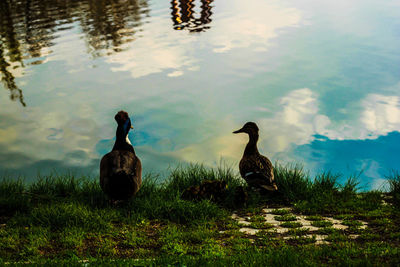 Side view of two ducks in lake