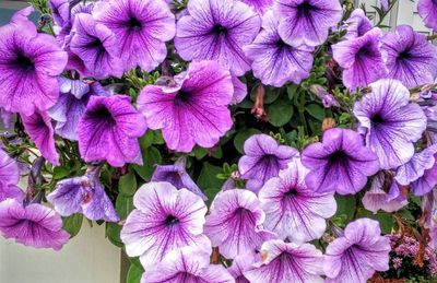 Full frame shot of purple flowers