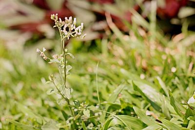 Close-up of flower plant