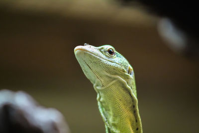 Close-up of lizard