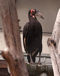 Large terrifying black vulture like bird at the zoo