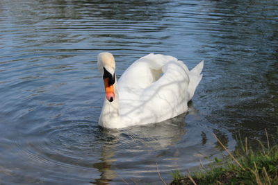 swan