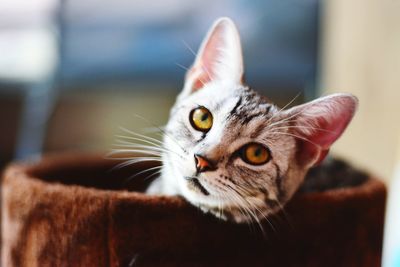 Close-up portrait of cat