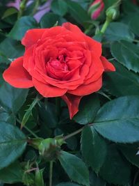 Close-up of red rose