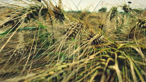 Close-up of wheat plants in farm