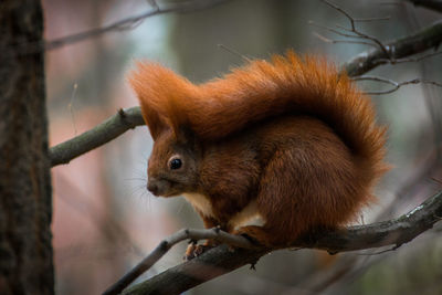 Close-up of squirrel on tree