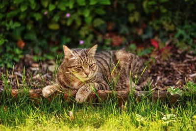 Cat on field