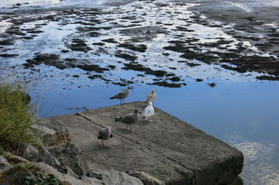 Swan on shore