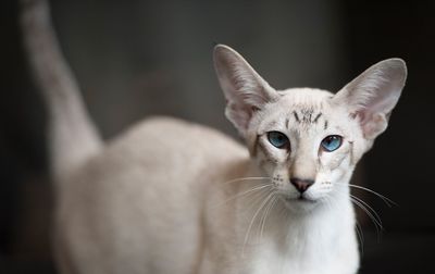 Close-up portrait of cat