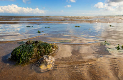 Scenic view of sea shore