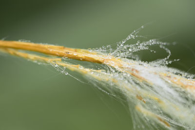 Close-up of water drops on leaf