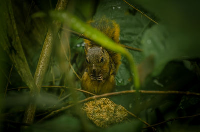 Close-up of lizard on plant
