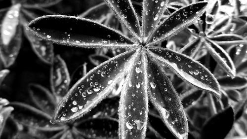 Close-up of wet flower